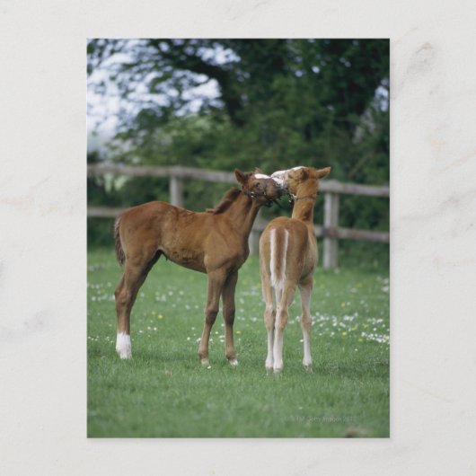 Paarden - Thoroughbreds, Foals, Briefkaart (Voorkant)