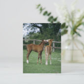Paarden - Thoroughbreds, Foals, Briefkaart (Staand voorkant)