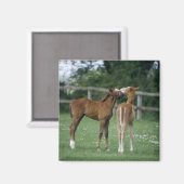 Paarden - Thoroughbreds, Foals, Magneet (Voorkant / Achterkant)