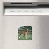 Paarden - Thoroughbreds, Foals, Magneet (Insitu (Vaatwasser))