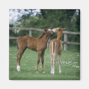 Paarden - Thoroughbreds, Foals, Magneet