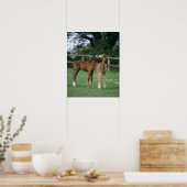 Paarden - Thoroughbreds, Foals, Poster (Keuken)