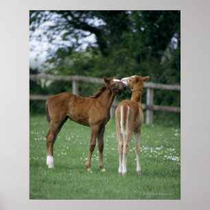 Paarden - Thoroughbreds, Foals, Poster