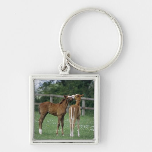 Paarden - Thoroughbreds, Foals, Sleutelhanger (Voorkant)
