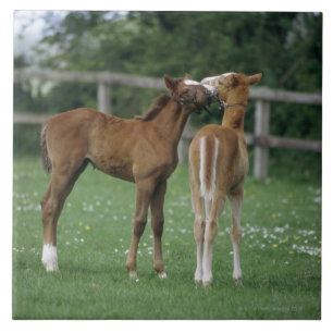 Paarden - Thoroughbreds, Foals, Tegeltje
