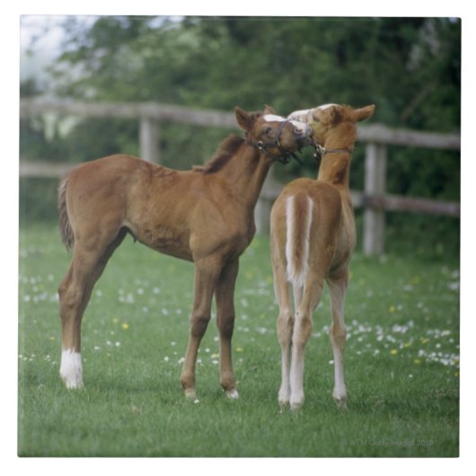 Paarden - Thoroughbreds, Foals, Tegeltje (Voorkant)