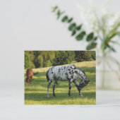 Paarden tijdens de avond briefkaart (Staand voorkant)