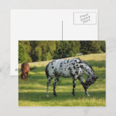 Paarden tijdens de avond briefkaart (Voorkant / Achterkant)