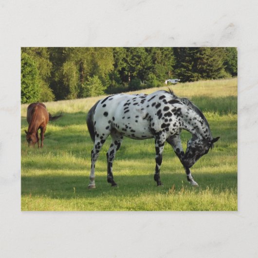 Paarden tijdens de avond briefkaart (Voorkant)