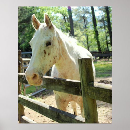 Paarden toepassen poster (Voorkant)