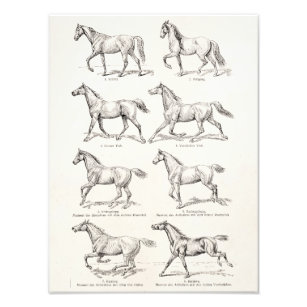  paarden uit de jaren 1800, die geïllustreerd zijn foto afdruk