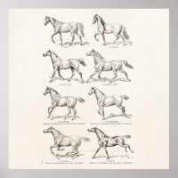 paarden uit de jaren 1800, die geïllustreerd zijn