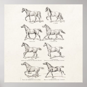  paarden uit de jaren 1800, die geïllustreerd zijn poster