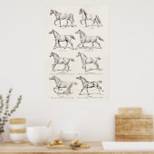 paarden uit de jaren 1800, die geïllustreerd zijn poster (Keuken)