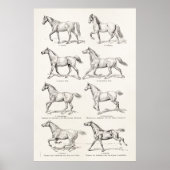  paarden uit de jaren 1800, die geïllustreerd zijn poster (Voorkant)
