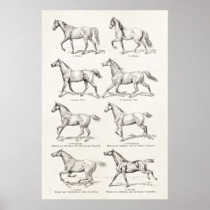  paarden uit de jaren 1800, die geïllustreerd zijn poster