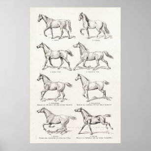  paarden uit de jaren 1800, die geïllustreerd zijn poster