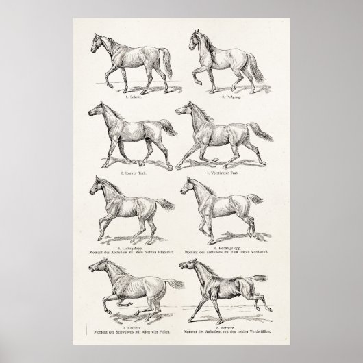 paarden uit de jaren 1800, die geïllustreerd zijn poster (Voorkant)