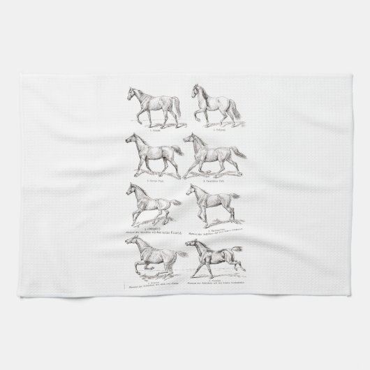  paarden uit de jaren 1800, die geïllustreerd zijn theedoek (Horizontaal)