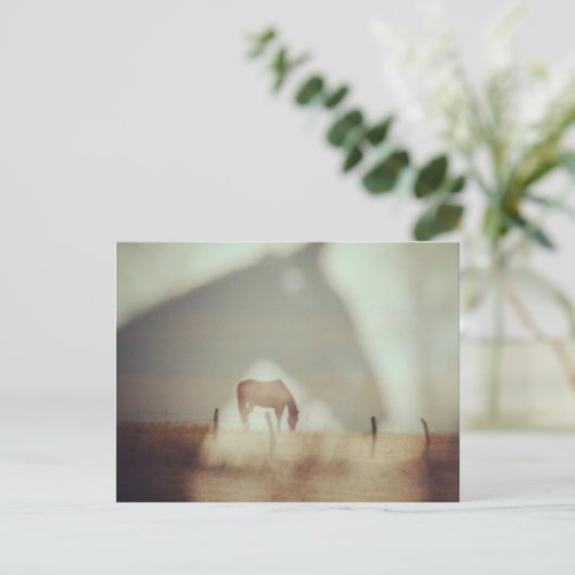 Paarden van Angelandspot Briefkaart (Staand voorkant)