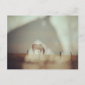 Paarden van Angelandspot Briefkaart (Voorkant)