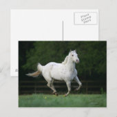 Paarden van Appaloosa die 1 lopen Briefkaart (Voorkant / Achterkant)