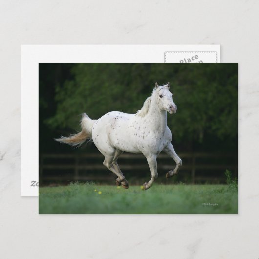 Paarden van Appaloosa die 1 lopen Briefkaart (Voorkant / Achterkant)