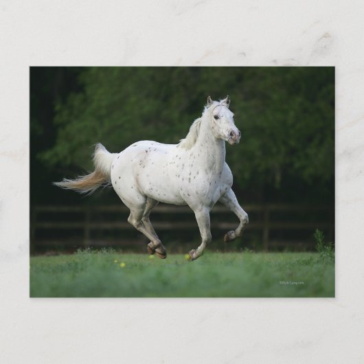 Paarden van Appaloosa die 1 lopen Briefkaart (Voorkant)