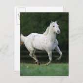 Paarden van Appaloosa die 1 lopen Briefkaart (Voorkant / Achterkant)