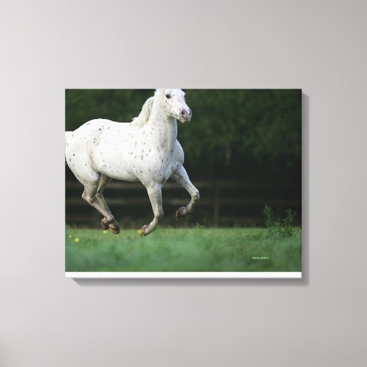 Paarden van Appaloosa die 1 lopen Canvas Afdruk (Voorkant)
