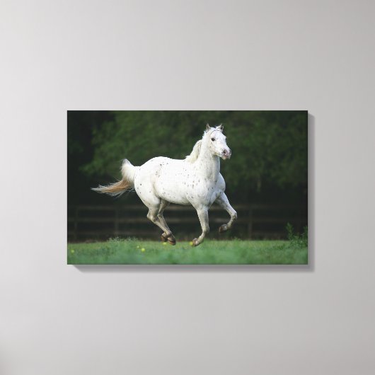 Paarden van Appaloosa die 1 lopen Canvas Afdruk (Voorkant)