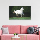 Paarden van Appaloosa die 1 lopen Canvas Afdruk (Insitu (Woonkamer))
