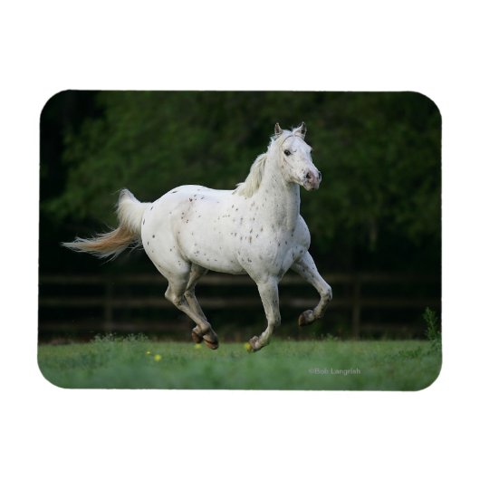 Paarden van Appaloosa die 1 lopen Magneet (Horizontaal)