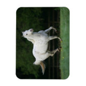 Paarden van Appaloosa die 1 lopen Magneet (Verticaal)