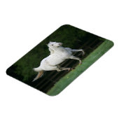 Paarden van Appaloosa die 1 lopen Magneet (Linkerzijde)