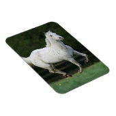 Paarden van Appaloosa die 1 lopen Magneet (Rechterzijde)