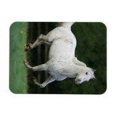 Paarden van Appaloosa die 1 lopen Magneet (Horizontaal)