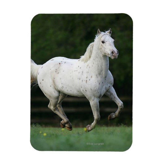 Paarden van Appaloosa die 1 lopen Magneet (Verticaal)