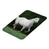 Paarden van Appaloosa die 1 lopen Magneet (Linkerzijde)