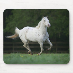 Paarden van Appaloosa die 1 lopen Muismat