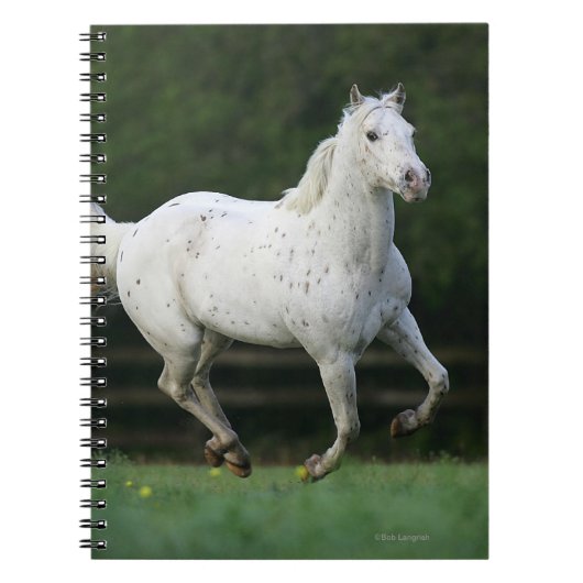 Paarden van Appaloosa die 1 lopen Notitieboek (Voorkant)