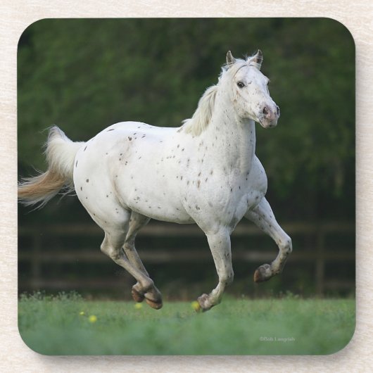 Paarden van Appaloosa die 1 lopen Onderzetter (Voorkant)