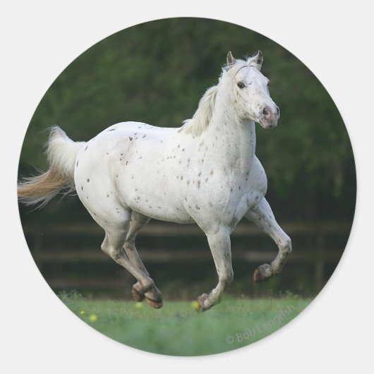 Paarden van Appaloosa die 1 lopen Ronde Sticker (Voorkant)