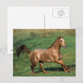 Paarden van Appaloosa die in Grassy Field lopen Briefkaart (Voorkant / Achterkant)
