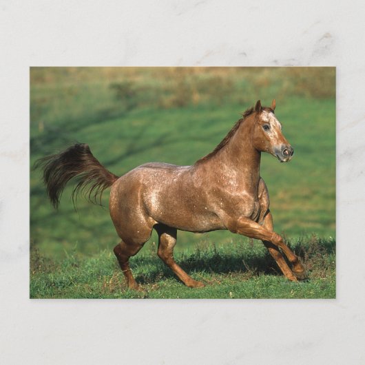 Paarden van Appaloosa die in Grassy Field lopen Briefkaart (Voorkant)