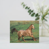 Paarden van Appaloosa die in Grassy Field lopen Briefkaart (Staand voorkant)