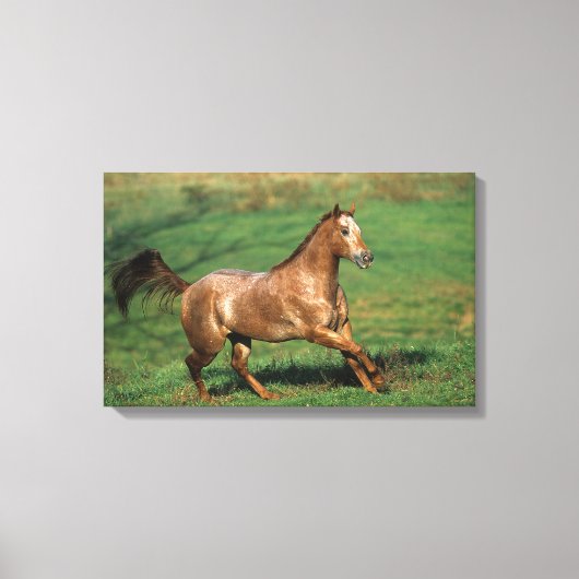 Paarden van Appaloosa die in Grassy Field lopen Canvas Afdruk (Voorkant)
