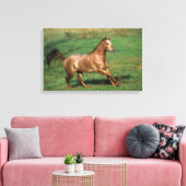 Paarden van Appaloosa die in Grassy Field lopen Canvas Afdruk (Insitu (Woonkamer))