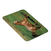 Paarden van Appaloosa die in Grassy Field lopen Magneet (Rechterzijde)