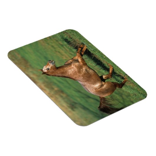 Paarden van Appaloosa die in Grassy Field lopen Magneet (Rechterzijde)